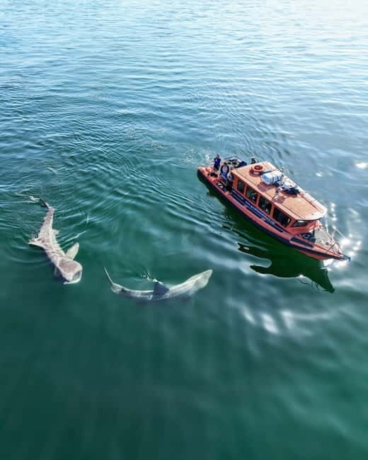 Great Blasket Island Wildlife Tour with Island Landing - Exploring the Great Blasket Island Wildlife Tour with Island Landing