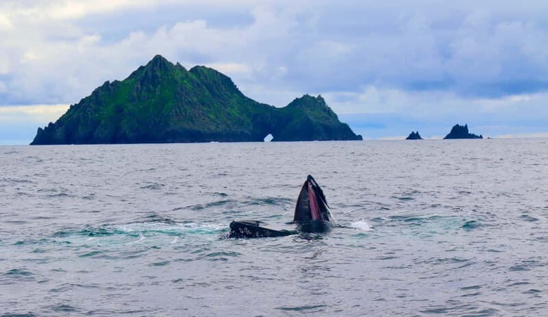 Great Blasket Island Wildlife Tour with Island Landing - Review Highlights: Authentic Experiences from Travelers