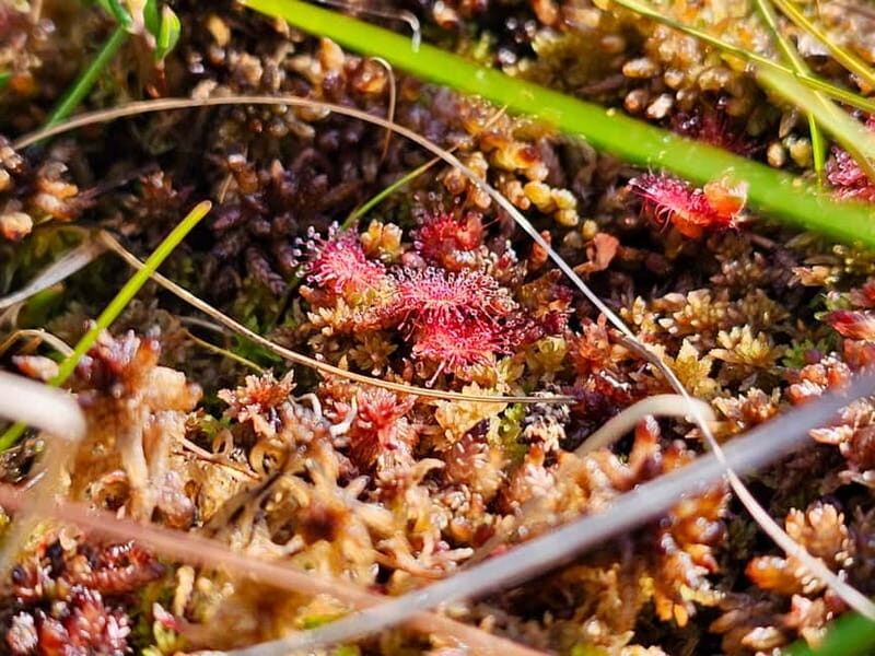 Great emeri Bog & Swamp Forest Hiking Adventure - Practical Details & Tips