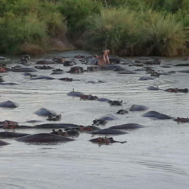 Great Kenyan Safari: 6 Days in Tsavo West, East & Amboseli - Key Points