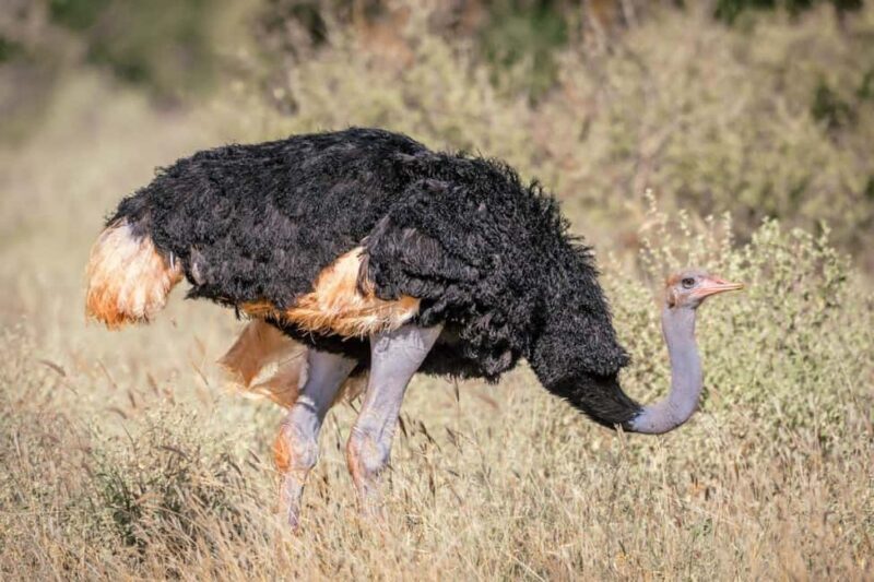 Great Kenyan Safari: 6 Days in Tsavo West, East & Amboseli - An In-Depth Look at the 6-Day Kenya Safari