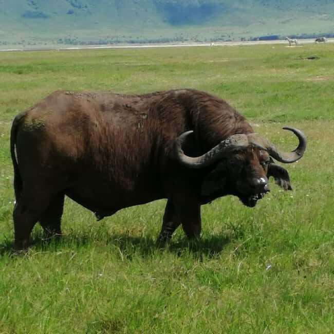 Great Kenyan Safari: 6 Days in Tsavo West, East & Amboseli - Practicalities & Traveler Insights