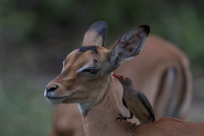 Great Migration Safari In Tanzania - Why Travelers Love This Tour
