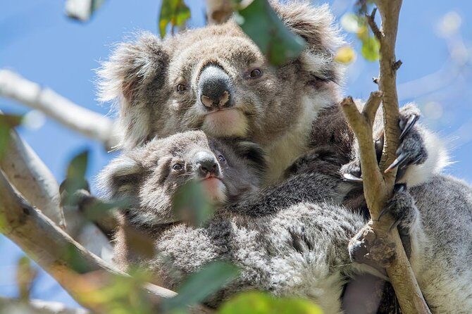 Great Ocean Road, 12 Apostles, Rainforest & Morning Tea-Melbourne - Key Points