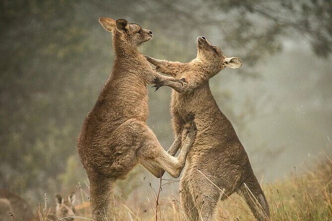 Great Ocean Road 12 Apostles Tour - Less crowd more highlights - The Itinerary Breakdown: What You Can Expect