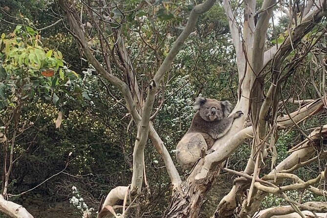 Great Ocean Road and 12 Apostles Private Day Tour - The Sum Up