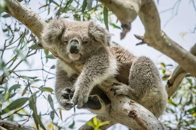 Great Ocean Road and 12 Apostles Tour - The Guide and Experience