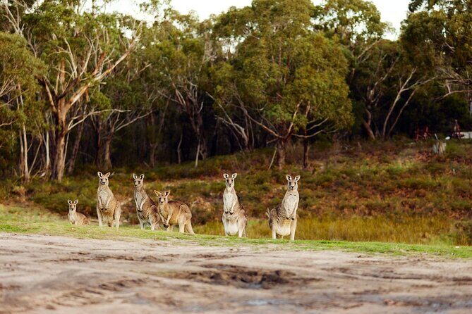Great Ocean Road and 12 Apostles Tour - What’s Not Included