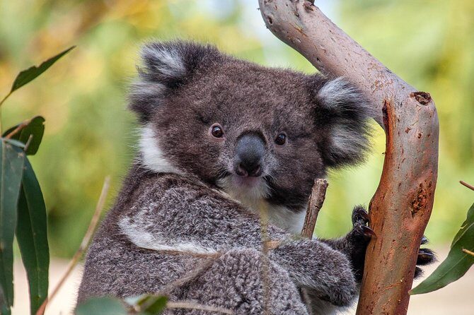 Great Ocean Road and Wildlife Tour for Backpackers aged 18-35 - Introduction: What’s this tour all about?