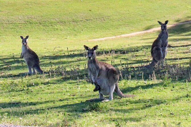Great Ocean Road and Wildlife Tour for Backpackers aged 18-35 - The transportation and group dynamic