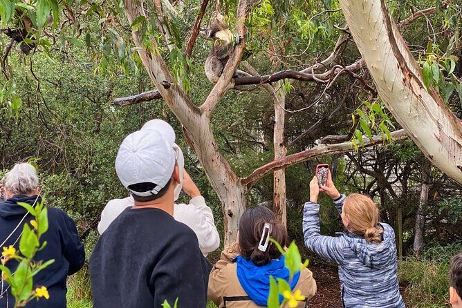 Great Ocean Road Full-Day Sunset Eco Tour from Melbourne - FAQ