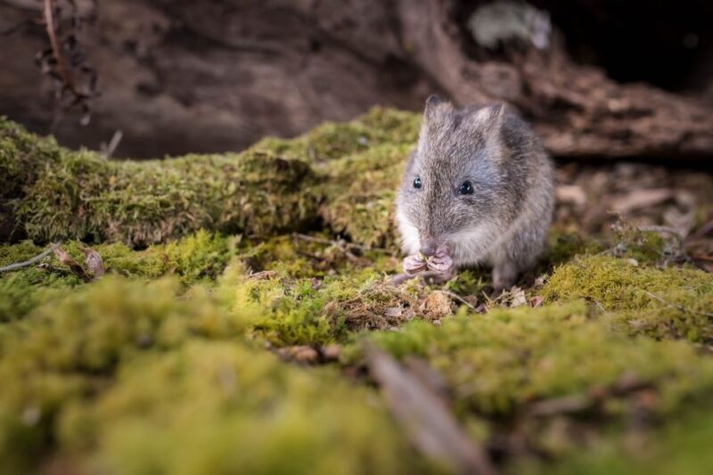 Great Ocean Road: Guided Wildlife Walk that Supports Nature - The Itinerary: What to Expect on This Wildlife Walk