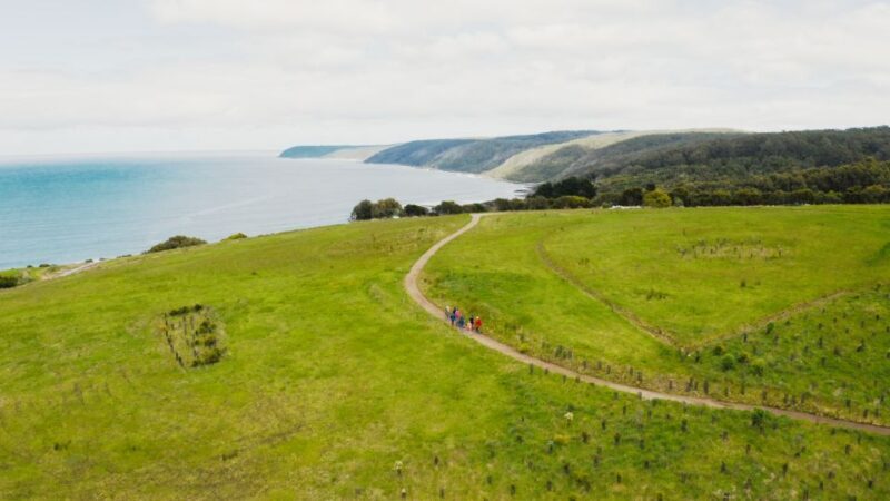 Great Ocean Road: Guided Wildlife Walk that Supports Nature - Final Thoughts: Is It Worth It?