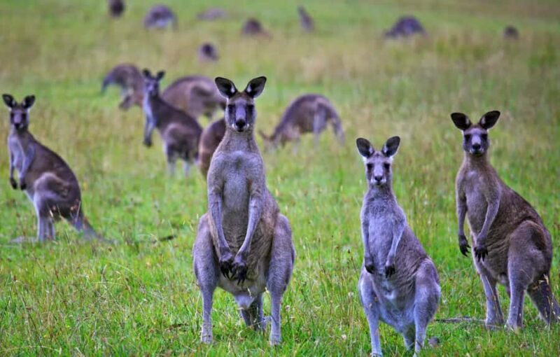 Great Ocean Road Hidden Coastal Gems Full Day Explorer -Tour - Transportation, Group Size, and Price
