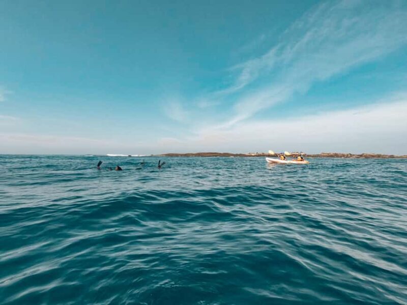 Great Ocean Road: Kayaking with Seals Tour - A Detailed Look at the Kayaking with Seals Tour