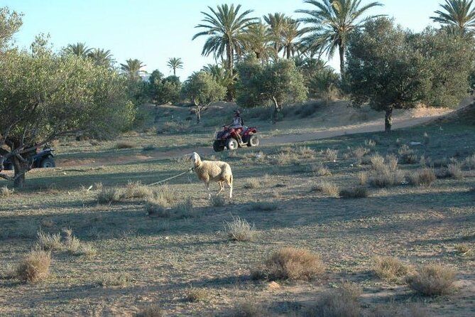 Great ride forest and blue lagoon in quad - Introduction: Discover the thrill of a quad adventure in Tunisia