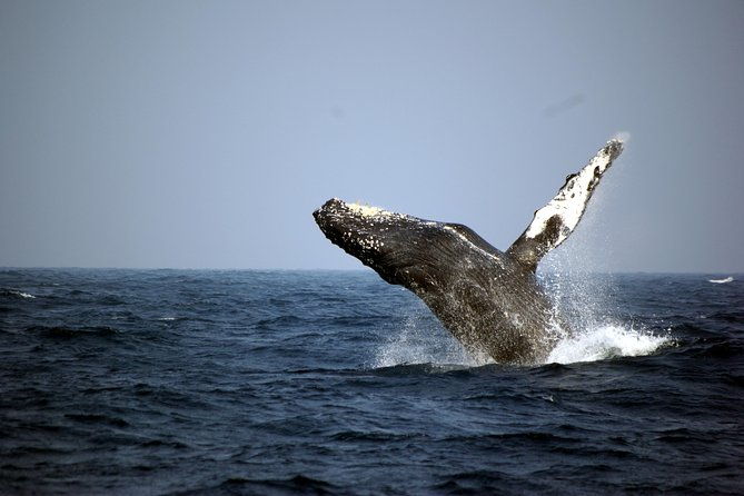 great-whale-watching-at-kerama-islands-and-zamami-island