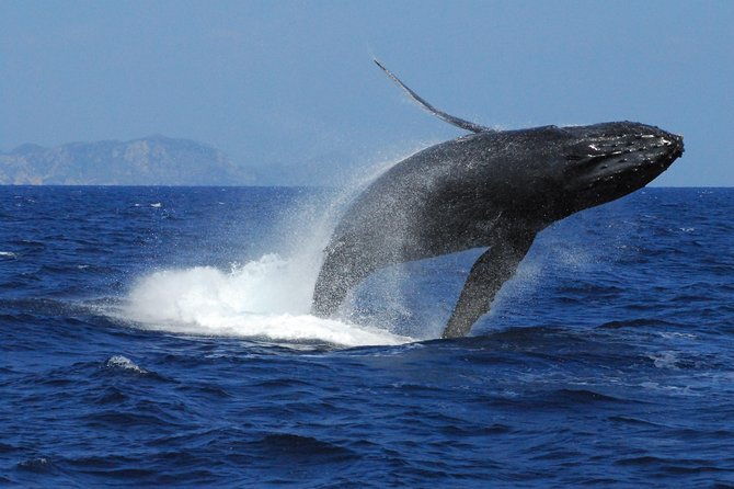 great-whale-watching-at-kerama-islands-and-zamami-island