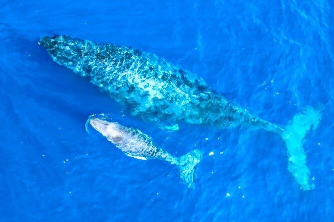great-whale-watching-at-kerama-islands-and-zamami-island