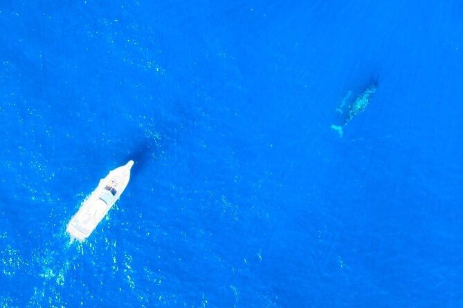 great-whale-watching-at-kerama-islands-and-zamami-island