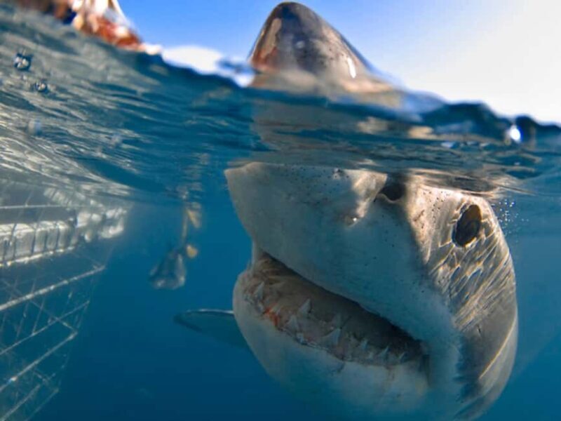 Great White Shark Cage Diving Experience: Cape Town 6hrs - Exploring the Great White Shark Cage Diving Experience in Cape Town