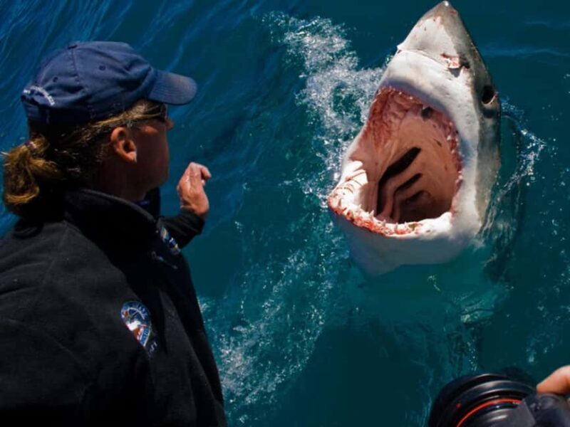 Great White Shark Cage Diving Experience: Cape Town 6hrs - Authentic Insights from Travelers