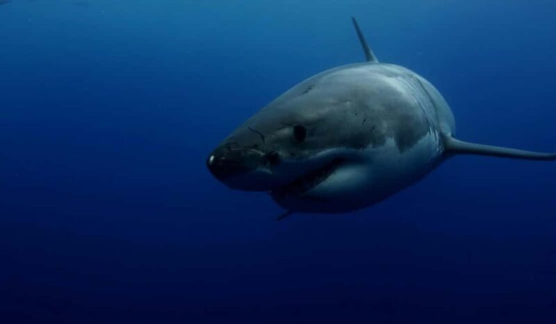 Great White Shark DivinG - Key Points