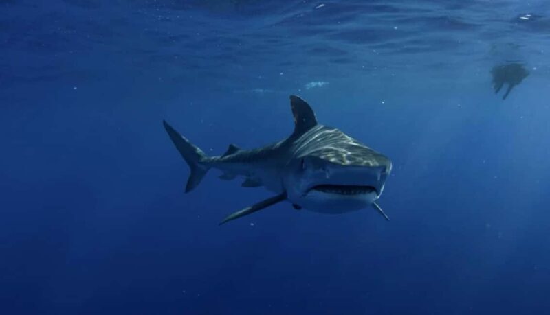 Great White Shark DivinG - What Is This Tour All About?