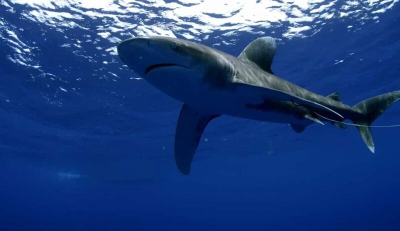 Great White Shark DivinG - What Makes the Experience Stand Out?