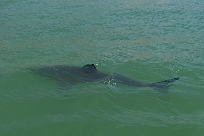 great-white-sharks-topside-in-monterey-bay