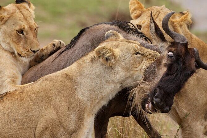 Great Wildebeest Migration Safari in Masai Mara - Key Points