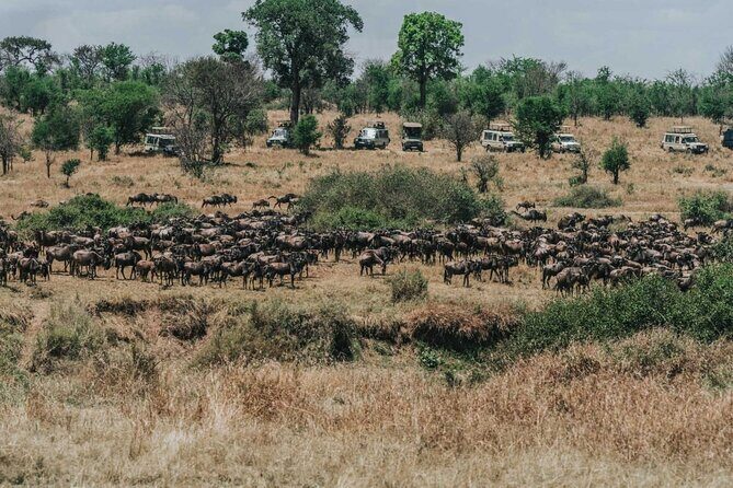 Great Wildebeest Migration Safari in Masai Mara - Introduction: Why This Safari Stands Out