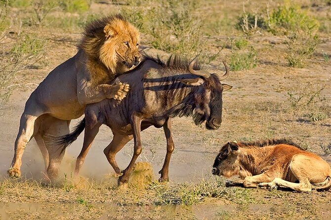 Great Wildebeest Migration Safari in Masai Mara - Practical Aspects and Value