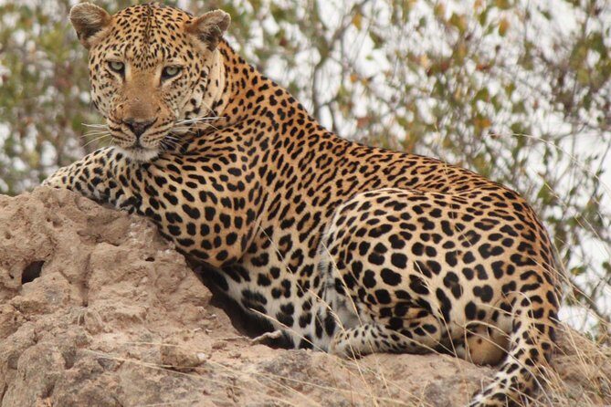 Greater Kruger National Park 4 day safari at a private game lodge - What Sets This Tour Apart?