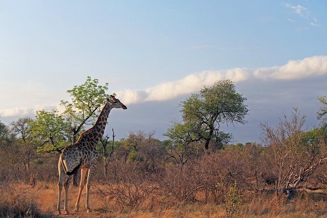 Greater Kruger National Park 4 day safari at a private game lodge - Final Thoughts: Is This Safari Right for You?
