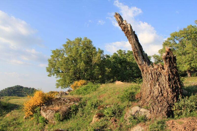 gredos-guided-hike-in-the-vetton-forest
