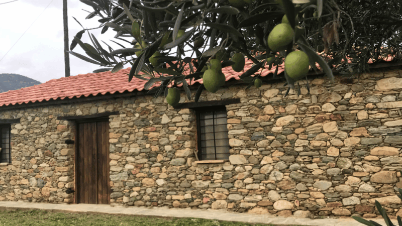 greece-olive-oil-tasting-experience-at-aloades-estate