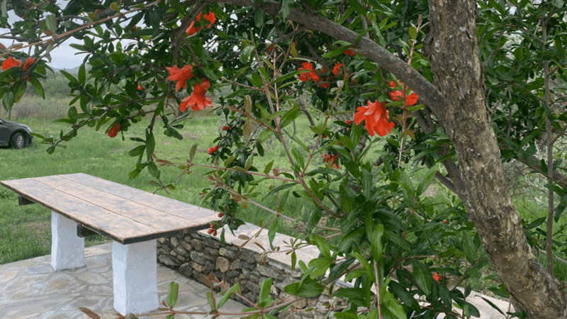 greece-olive-oil-tasting-experience-at-aloades-estate