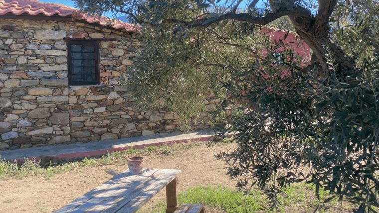 greece-olive-oil-tasting-experience-at-aloades-estate