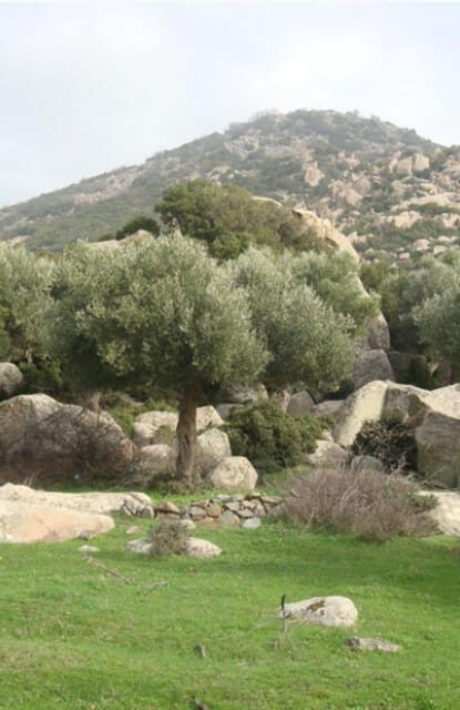 Greece: Private Olive Oil Tasting and Corinth Canal Tour - Practical Details