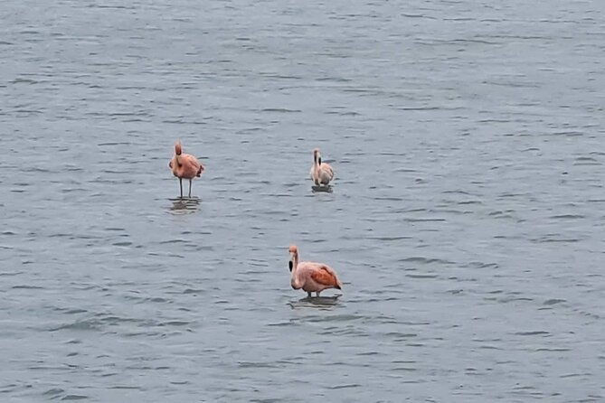 green-escape-hato-cave-flamingos-and-turtle-beach-tour