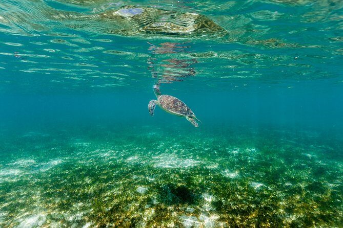 Green Island Day Trip from Cairns - Who Should Consider This Tour?