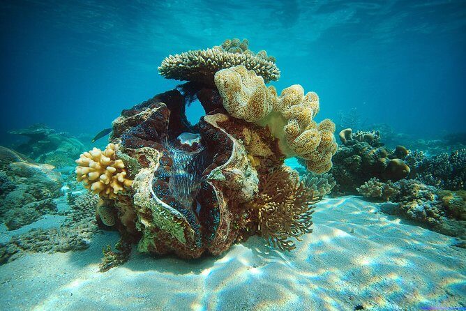 Green Island Half-Day Trip from Cairns - Final Thoughts