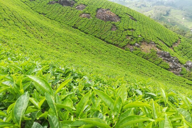 Green Magic One Night Two Days Trip to Munnar - Guides and Authentic Experiences