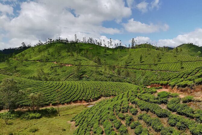 Green Magic One Night Two Days Trip to Munnar - Final Thoughts: Who Should Book This Tour?