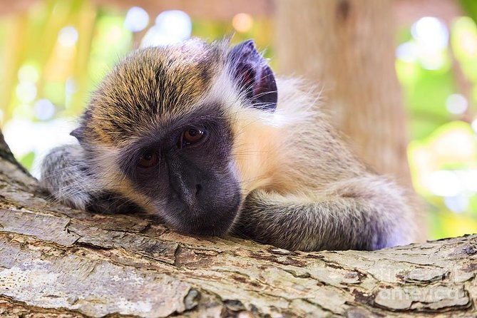 green-monkey-time