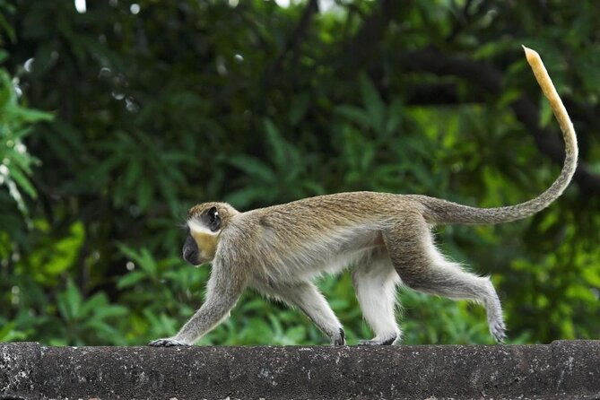 green-monkey-time