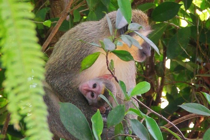 green-monkey-time