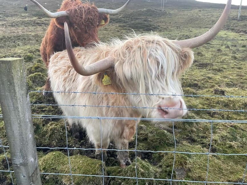 Greenock: Loch Lomond & The Trossachs National Park Tour - An In-Depth Look at the Tour