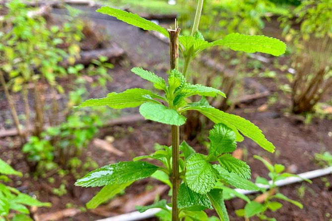 grenada-herb-spice-tour-fort-frederick-chocolate-waterfalls